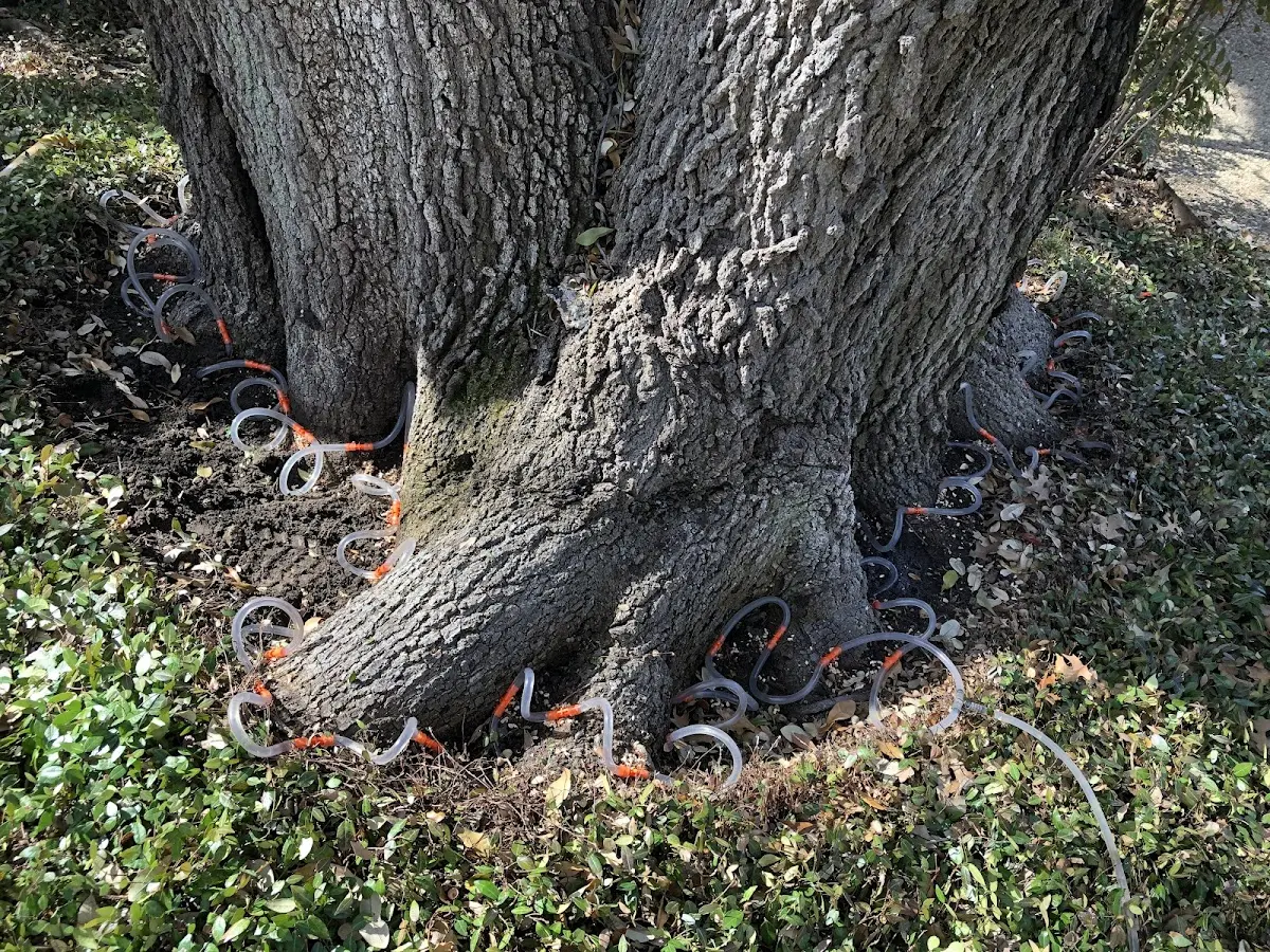Detailed Tree Cabling and Bracing job site in Karns City
