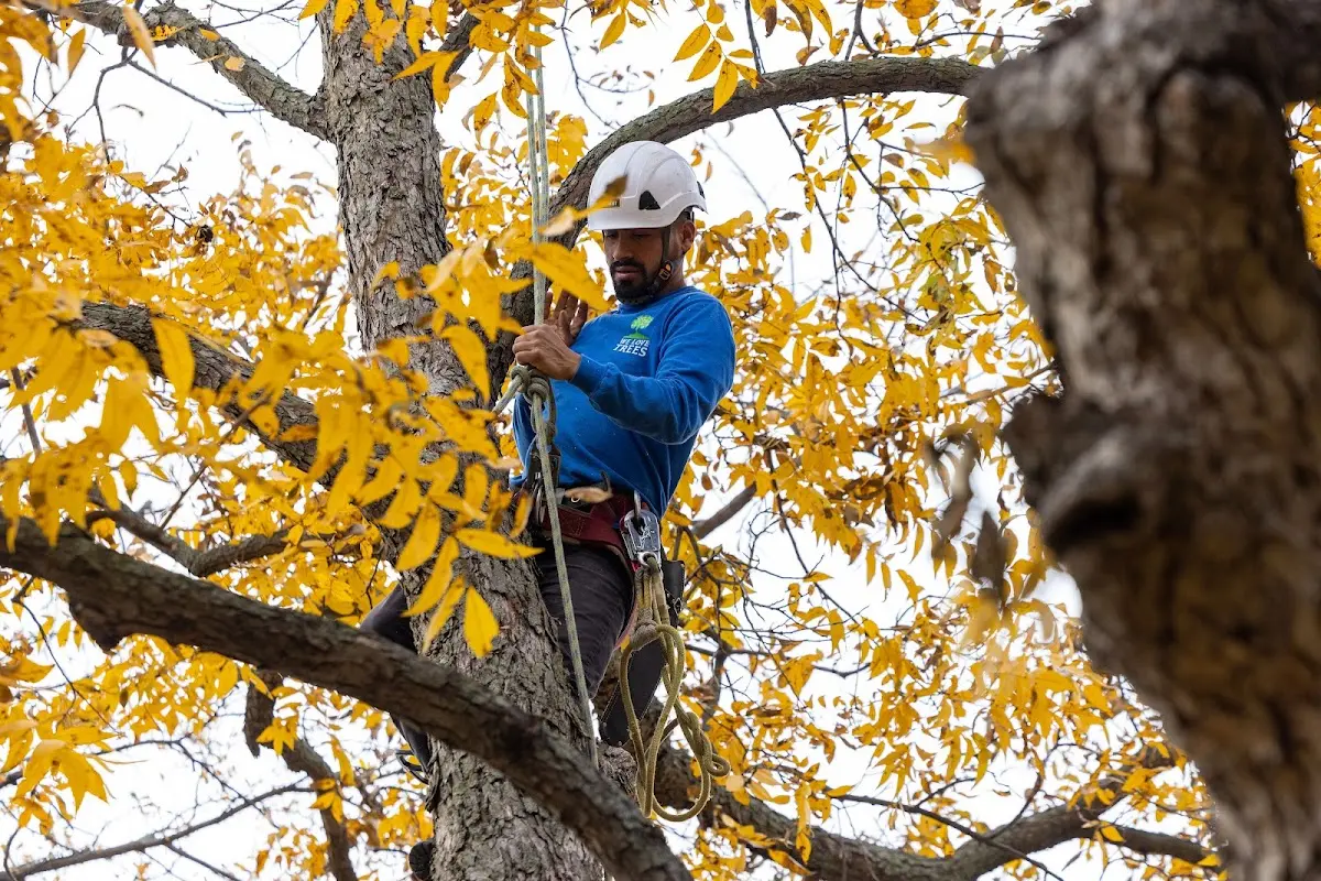 Skilled Tree Pruning crew working in Karns City