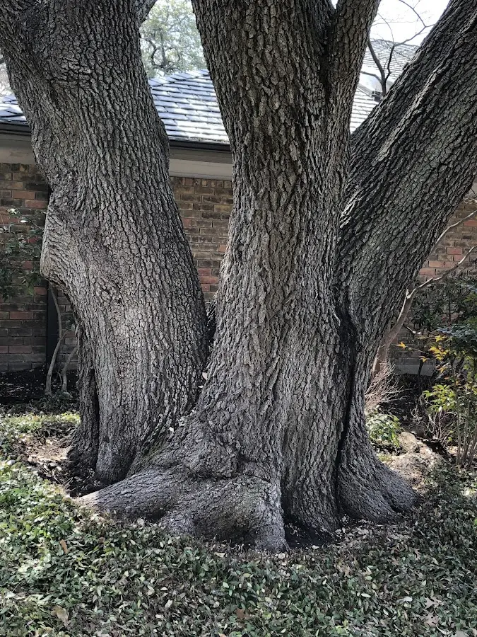 Mature heritage tree close to a Karns City property cared for by certified arborists